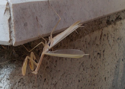 Maschio di Mantis religiosa con tegmina difettosa